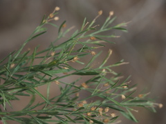 Baccharis