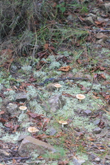 Russula cistoadelpha