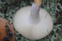 Russula cistoadelpha