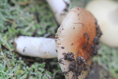 Russula cistoadelpha