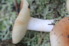 Russula cistoadelpha