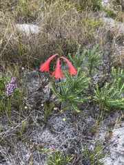 Cyrtanthus fergusoniae