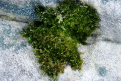 Sematophyllum