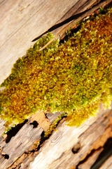 Sematophyllum