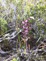 Lachenalia sessiliflora