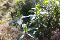 Daphne pontica