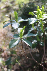 Daphne pontica