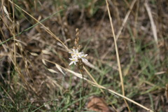 Ornithogalum hispidum