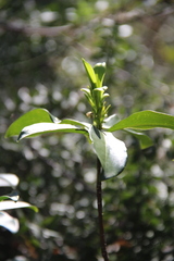 Daphne pontica