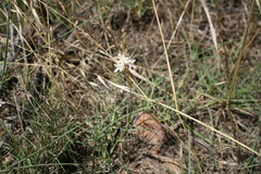 Ornithogalum hispidum