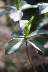 Daphne pontica