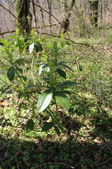 Daphne pontica
