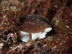 Episcomitra cornicula