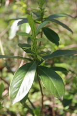 Daphne pontica