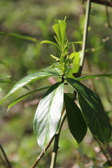 Daphne pontica