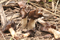 Helvella monachella