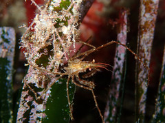 Macropodia longirostris