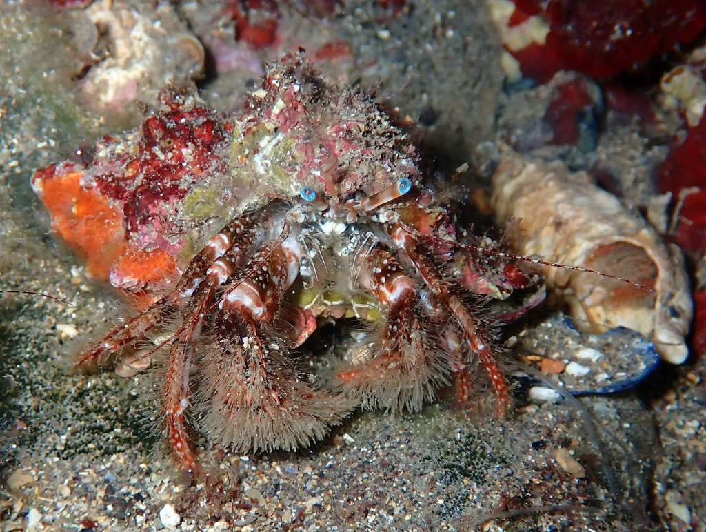Atlantic Hairy Hermit Crab