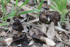Helvella monachella