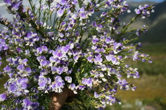 Psoralea filifolia