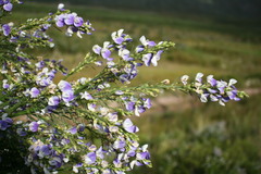Psoralea filifolia