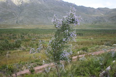 Psoralea filifolia