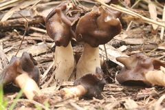 Helvella monachella