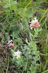 Diarthron caucasicum