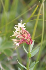 Diarthron caucasicum