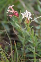 Diarthron caucasicum