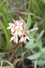 Diarthron caucasicum