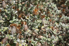Pteronia ovalifolia