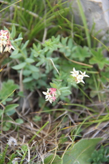 Diarthron caucasicum