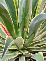 Ropalidia marginata marginata