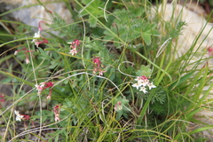 Diarthron caucasicum