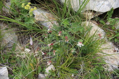 Diarthron caucasicum