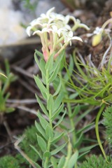 Diarthron caucasicum