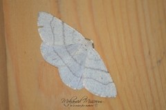 Adactylotis gesticularia