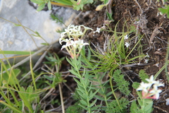 Diarthron caucasicum