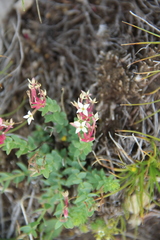 Diarthron caucasicum