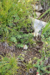 Diarthron caucasicum