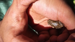 Leptodactylus albilabris