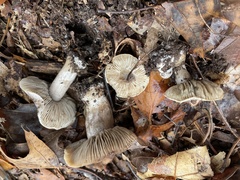 Tricholoma pullum