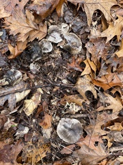 Tricholoma pullum