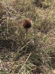 Echinacea sanguinea