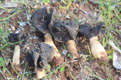 Helvella monachella