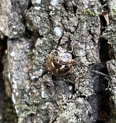 Teuthocoris africanus