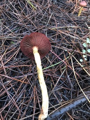 Cortinarius smithii