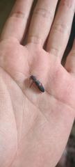 Strongylium rufipes