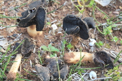Helvella monachella